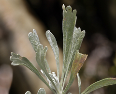 Artemisia spiciformis