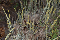 Artemisia spiciformis