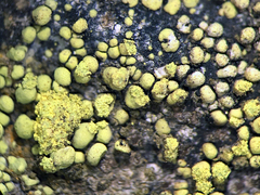 Rhizocarpon ridescens