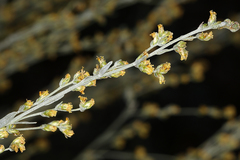 Artemisia spiciformis