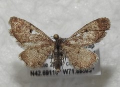 Eupithecia strattonata