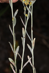 Artemisia spiciformis