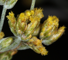 Artemisia spiciformis