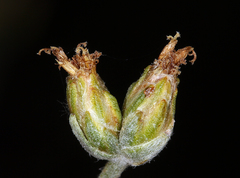 Artemisia spiciformis