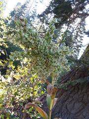 Veratrum californicum