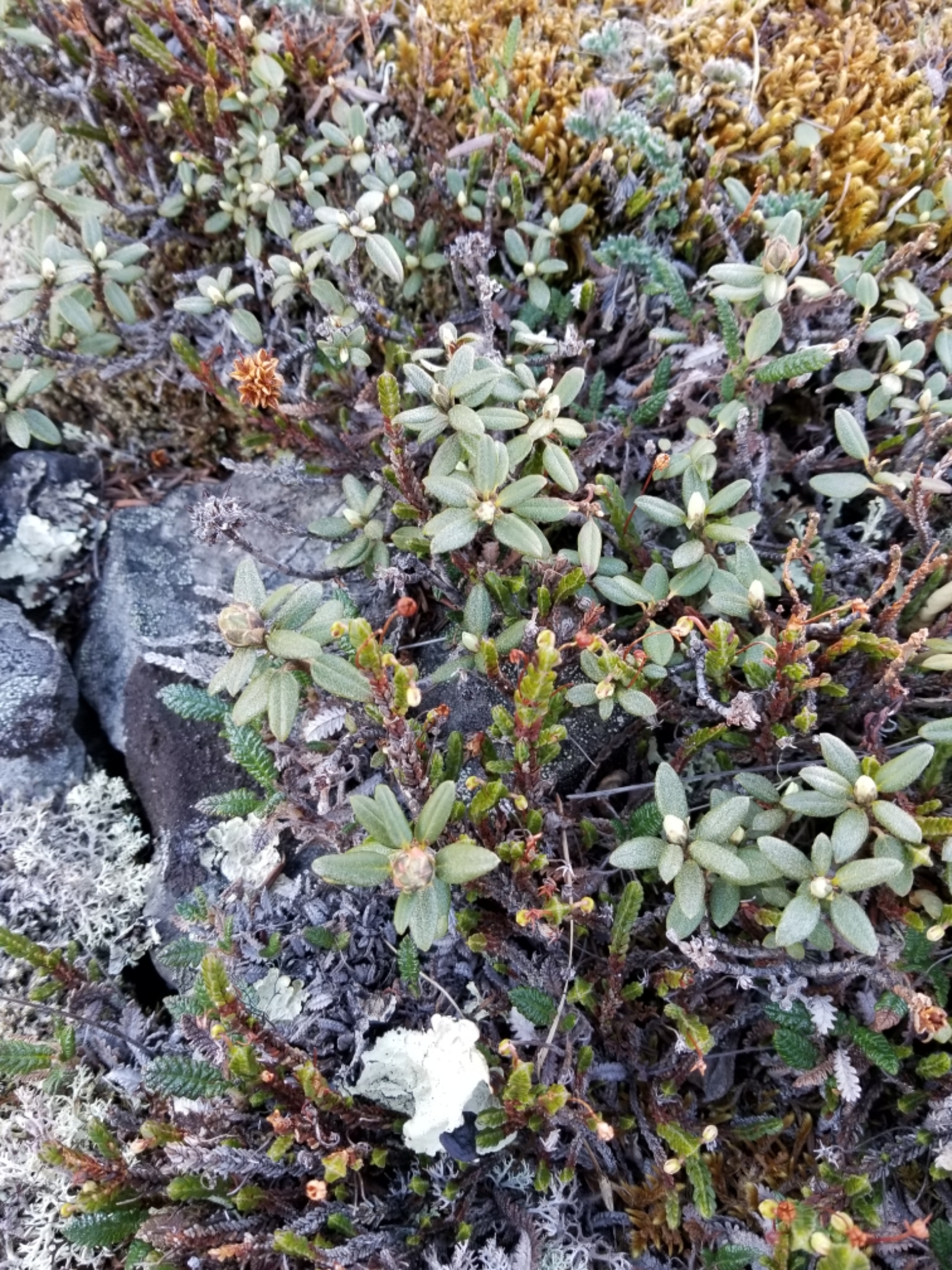 cnd wisteria haze Wisteria Haze * CND Vinylux – Enails.eu main image 1