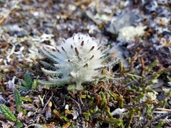 Pedicularis alopecuroides