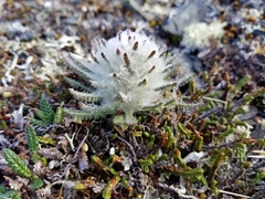 Pedicularis alopecuroides