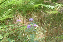 Centaurea nigra carpetana