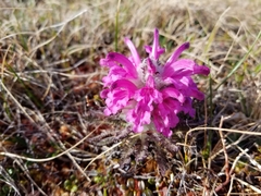 Pedicularis dasyantha