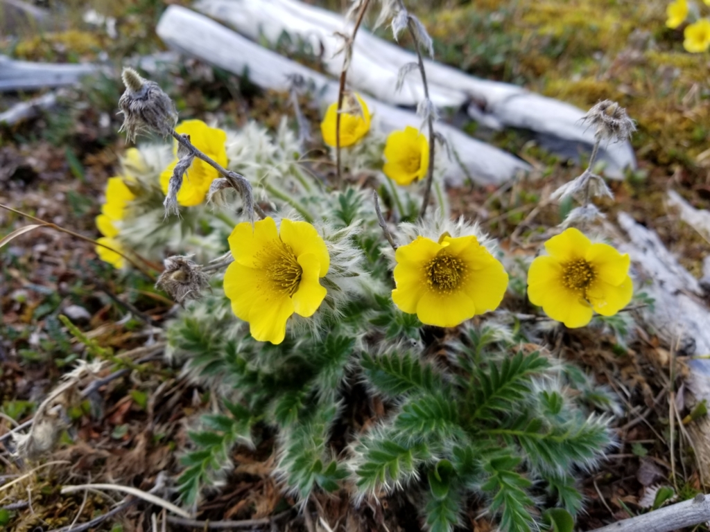 avens