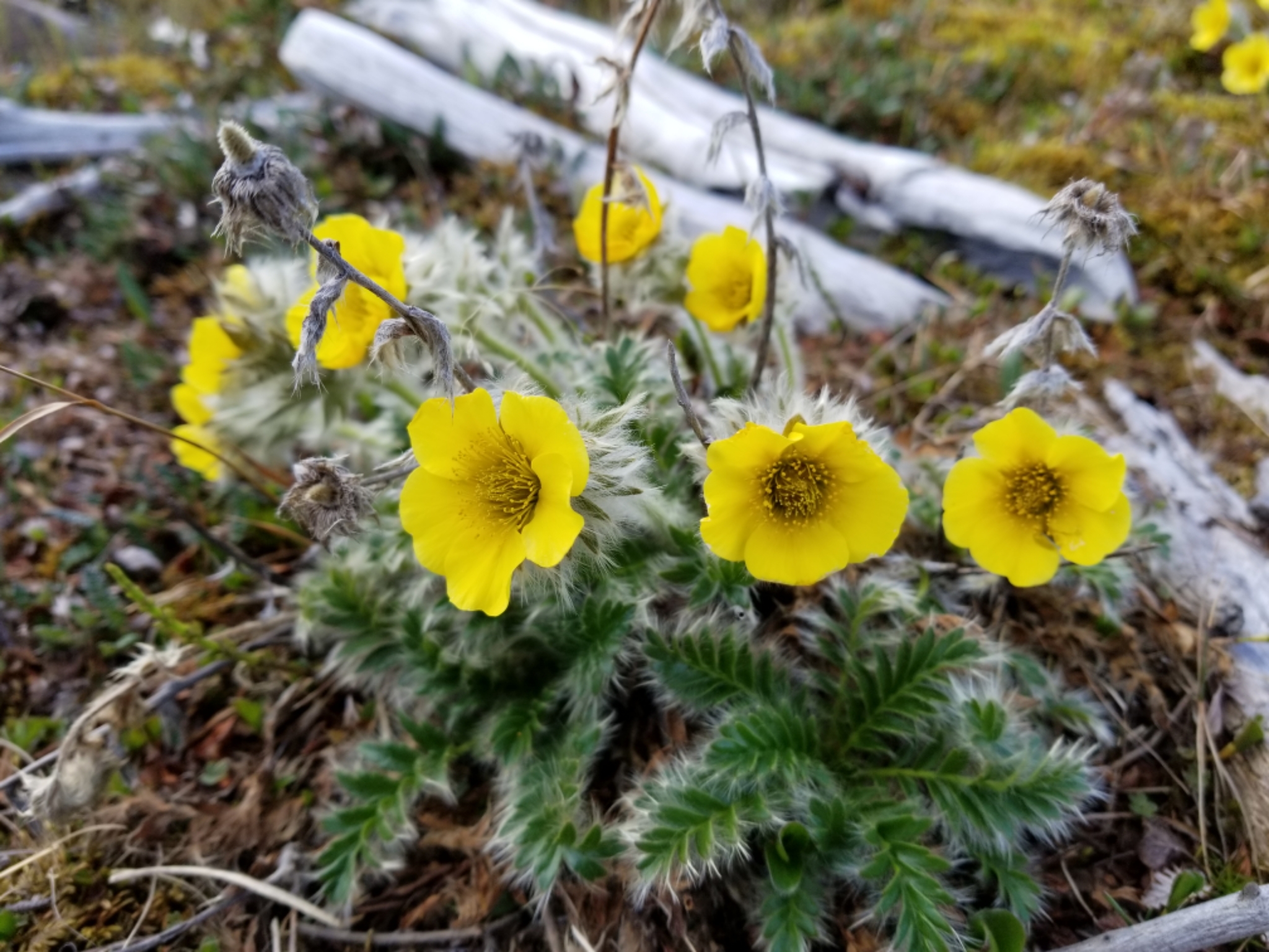 Geum glaciale