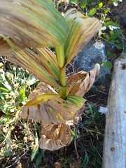 Veratrum californicum