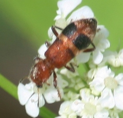 Enoclerus rosmarus