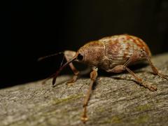 Curculio elephas