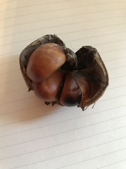 Aesculus indica