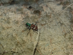 Cicindela coerulea nitida