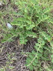 Euphorbia humistrata