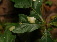 Tischeria ekebladella