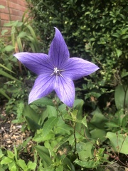 Platycodon