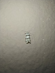 Pseudotelphusa scalella