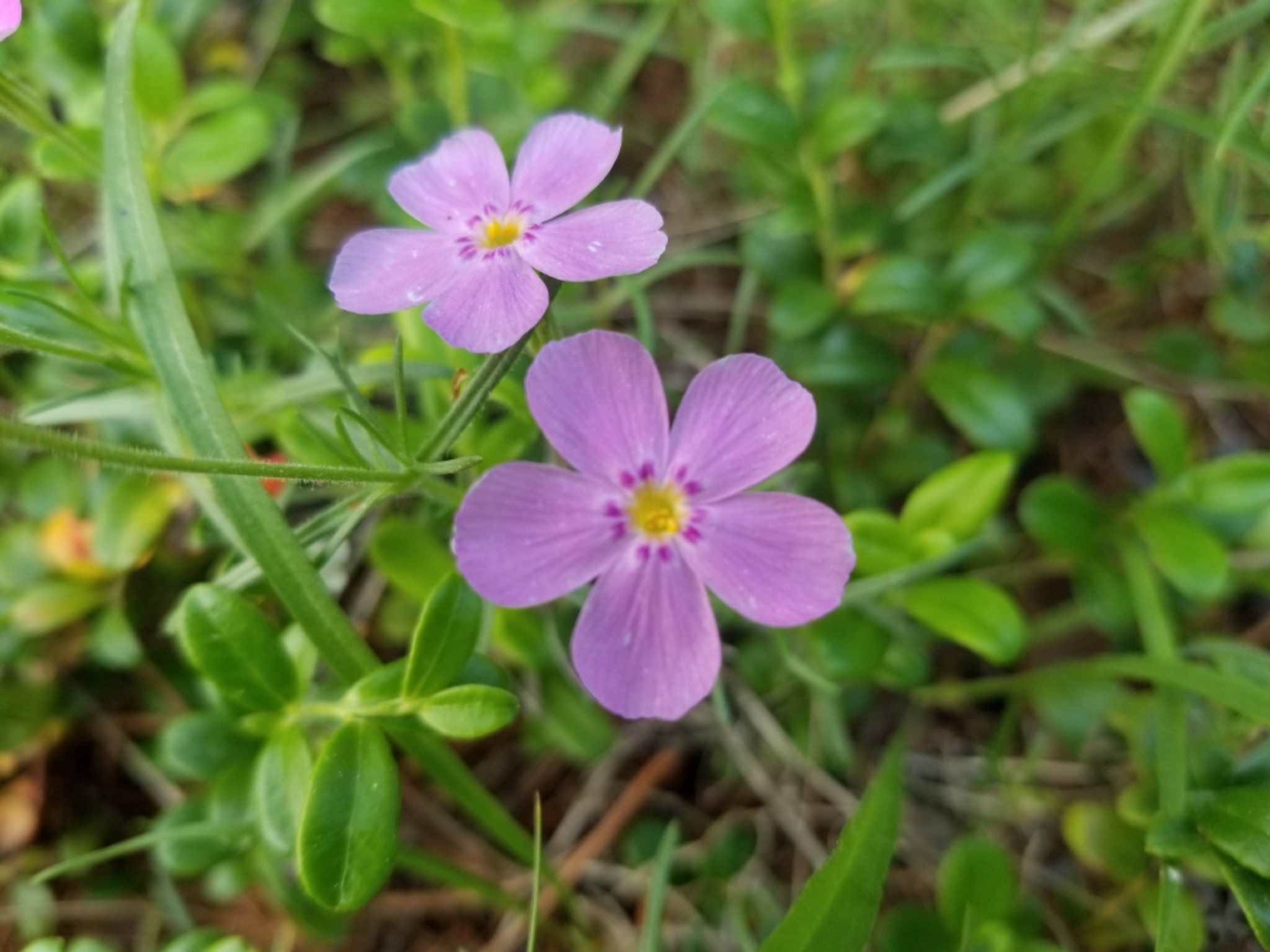 Phlox sibirica