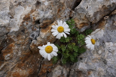 Tanacetum daghestanicum