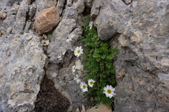Tanacetum daghestanicum