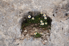Tanacetum daghestanicum