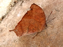 Fountainea eurypyle confusa