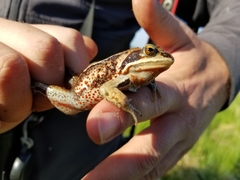 Rana amurensis