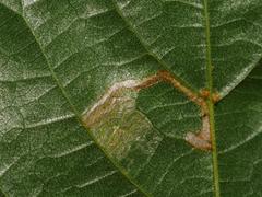 Stigmella tiliae