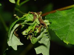 Dasineura irregularis