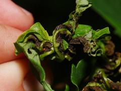 Dasineura irregularis