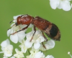 Enoclerus rosmarus