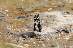 Graphium philonoe
