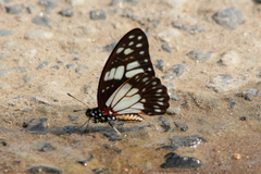 Graphium philonoe