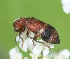 Enoclerus rosmarus