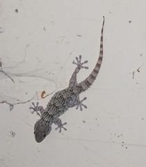 Tarentola mauritanica