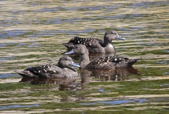 African Black Duck photo 4