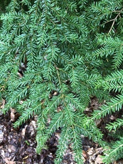 Tsuga heterophylla
