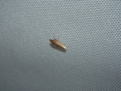 Draeculacephala septemguttata