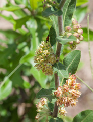 Asclepias obovata