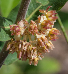 Asclepias obovata