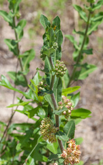 Asclepias obovata