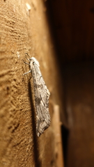 Crambomorphus namibicus