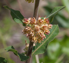 Asclepias obovata
