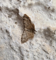 Camptogramma scripturata