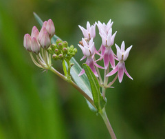 Asclepias rubra