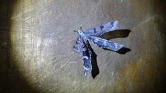 Crambomorphus namibicus